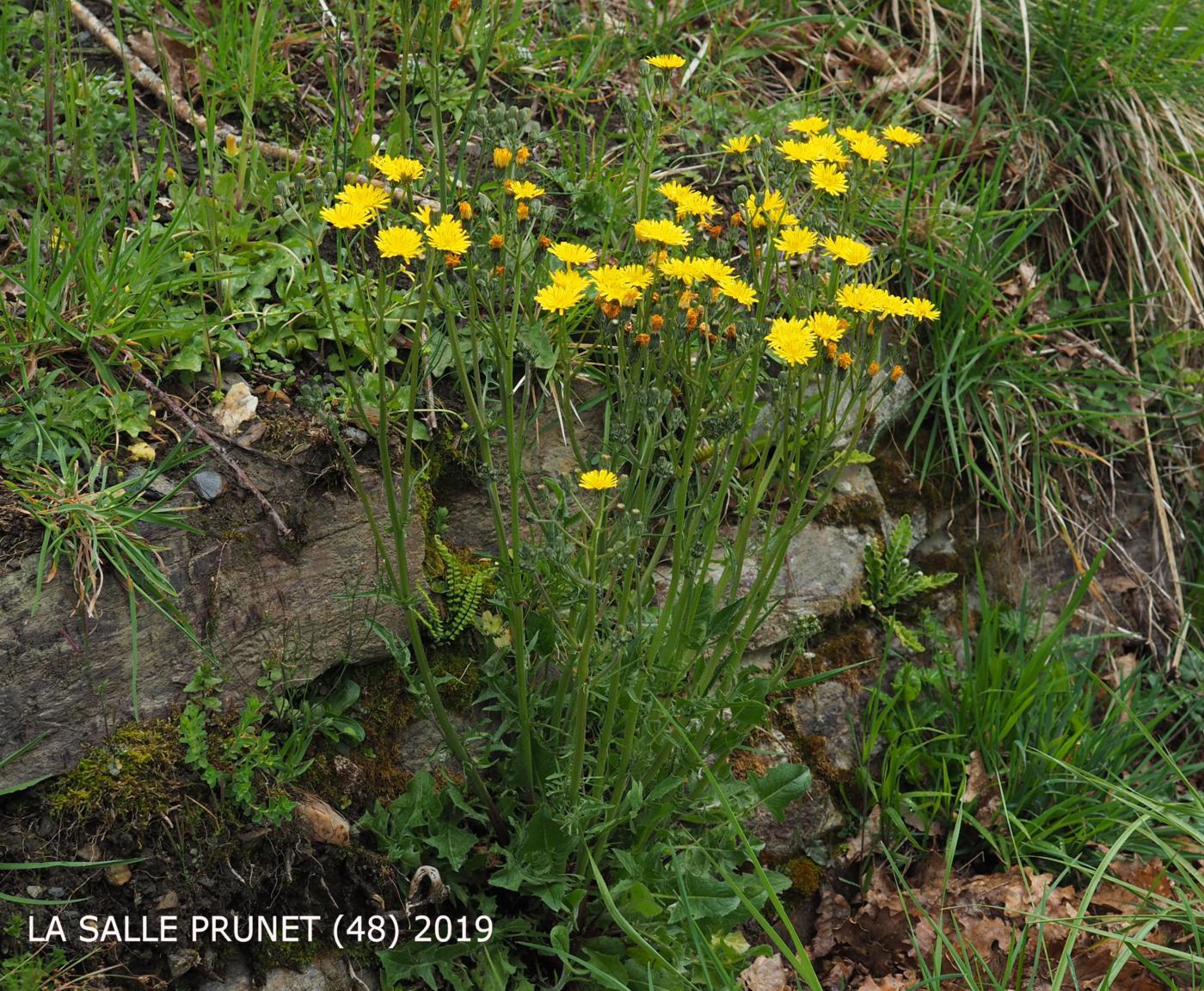 Hawk's-beard, Beaked plant